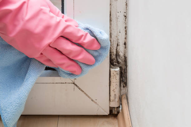 Why You Should Choose Our Mold Remediation Services in Amarillo, TX